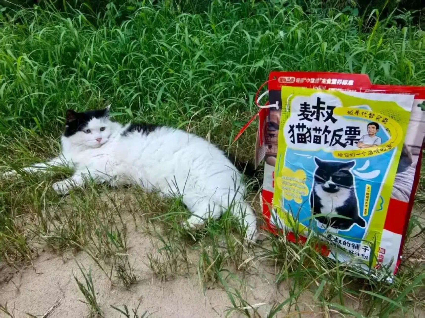 流浪动物友好计划

麦叔成立了【猫猫饭票】专用款，公众号文章“麦叔校园流浪动物友好计划”每增加1个阅读量，猫猫饭票增加1元钱（麦叔的铺子所在学校正式注册的动物关爱类协会可申请使用）。
